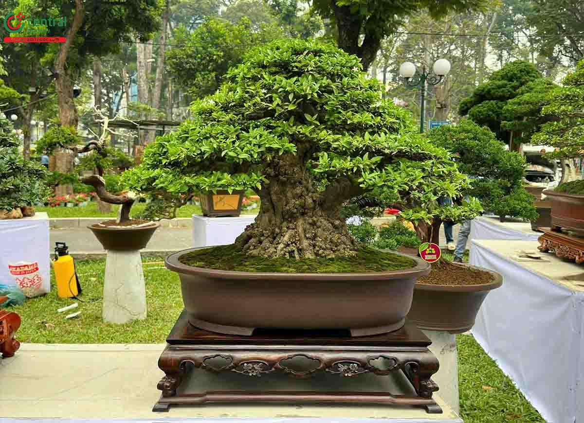 Hình ảnh cây Mai chiếu thủy bonsai dáng đẹp