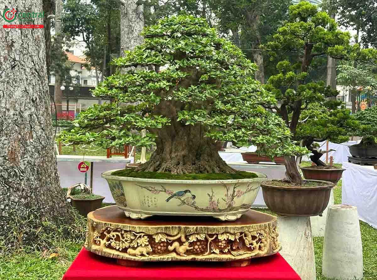 Hình ảnh cây Mai chiếu thủy bonsai dáng đẹp