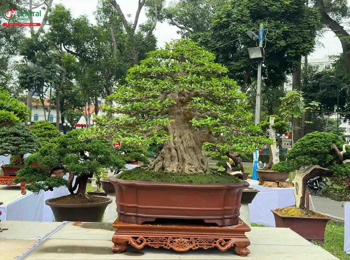 Hình ảnh cây Mai chiếu thủy bonsai dáng đẹp