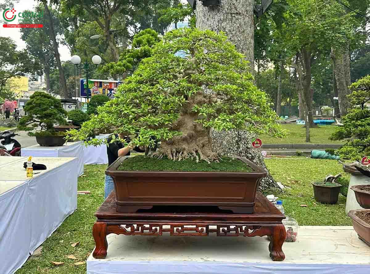 Hình ảnh cây Mai chiếu thủy bonsai dáng đẹp