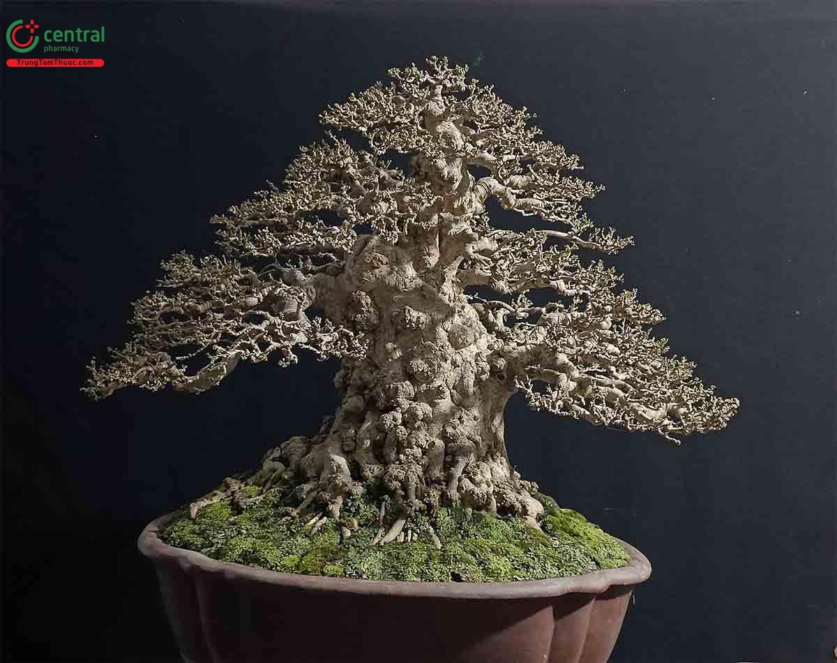 Mai chiếu thủy bonsai đẹp ở Việt Nam