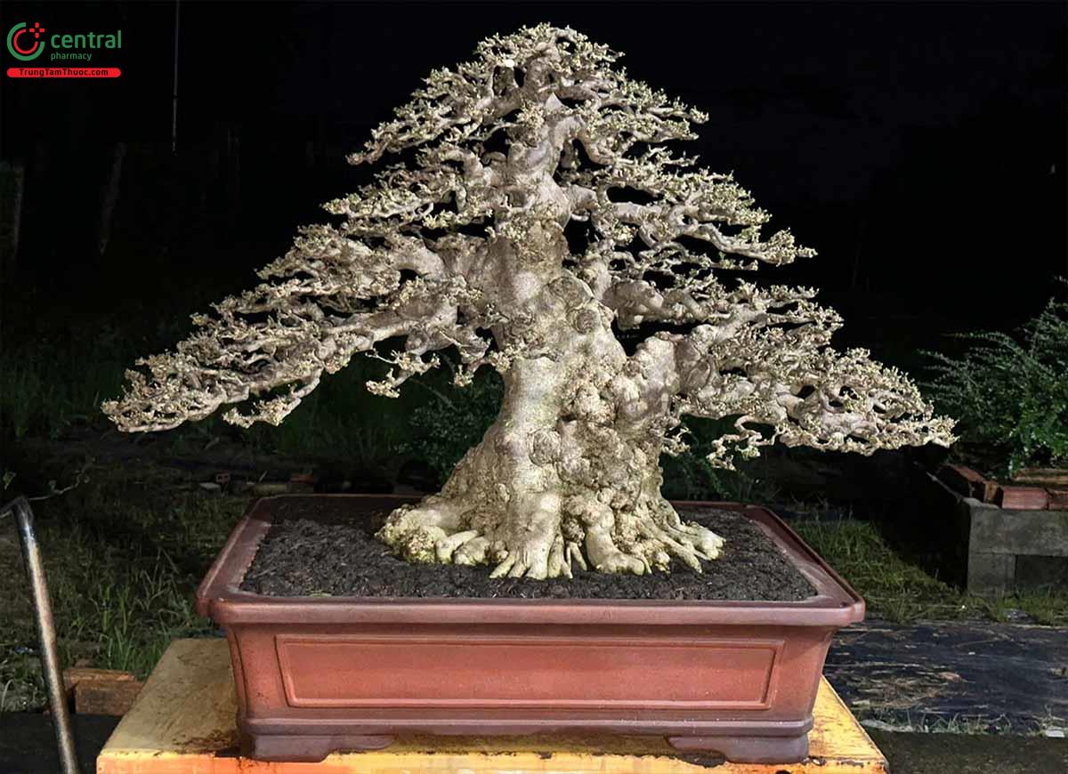 Hình ảnh cây Mai chiếu thủy bonsai dáng đẹp