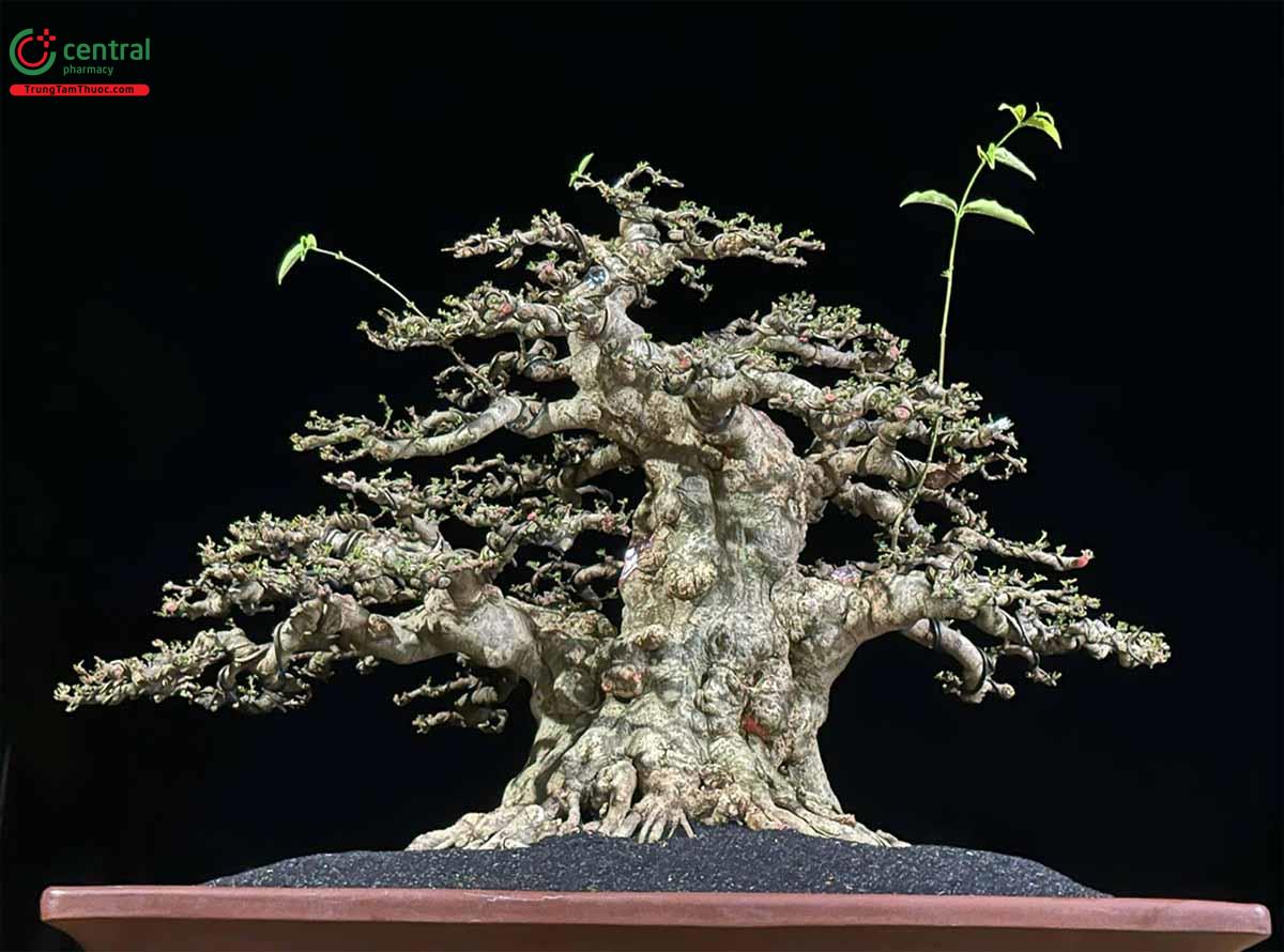 Hình ảnh cây Mai chiếu thủy bonsai dáng đẹp