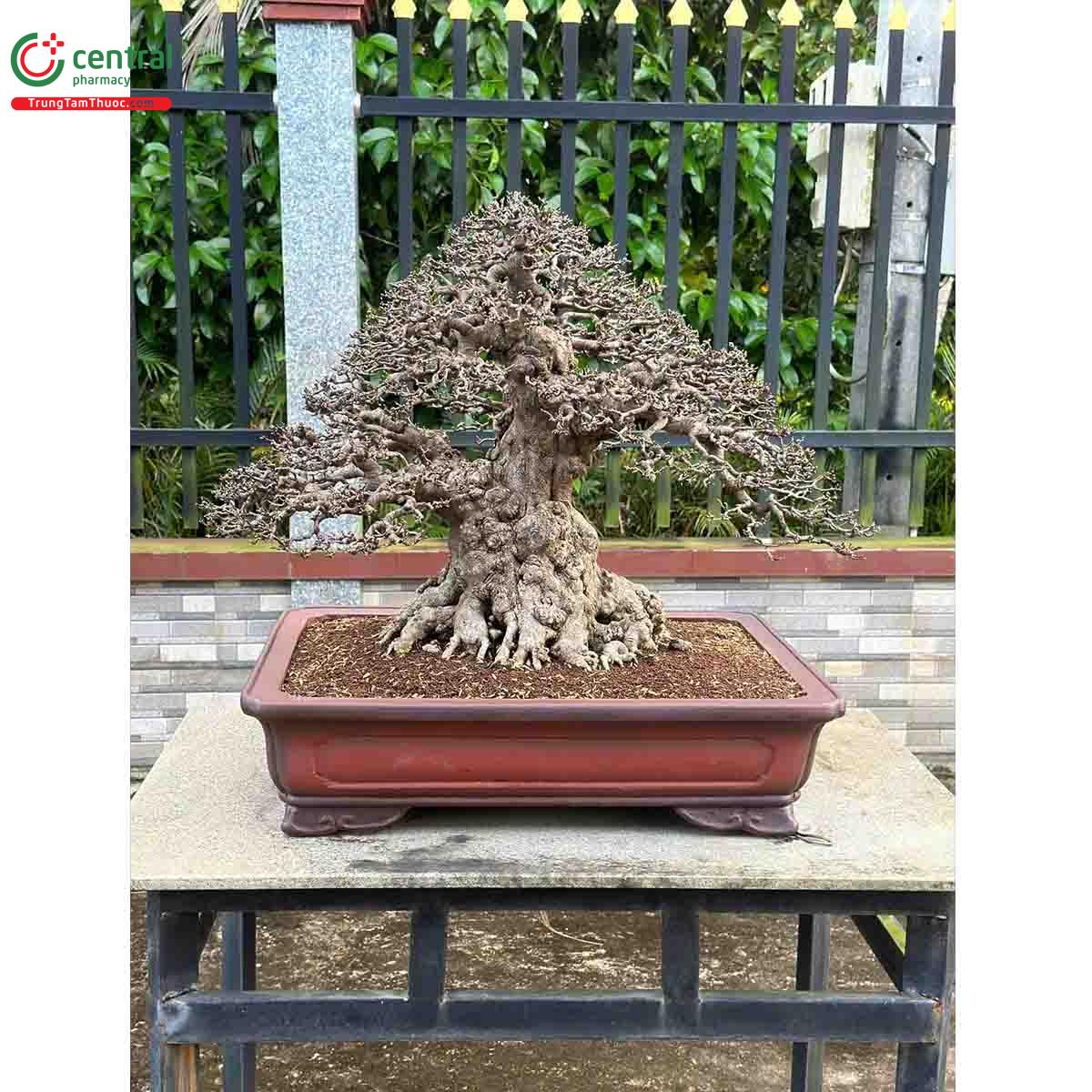 Hình ảnh cây Mai chiếu thủy bonsai dáng đẹp