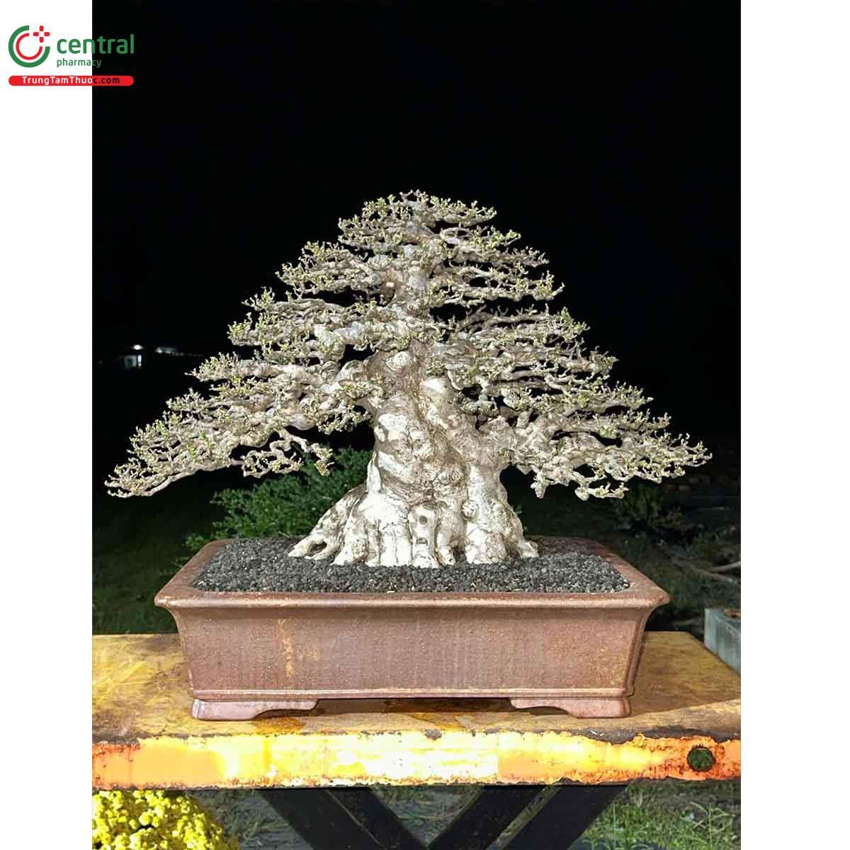 Hình ảnh cây Mai chiếu thủy bonsai dáng đẹp