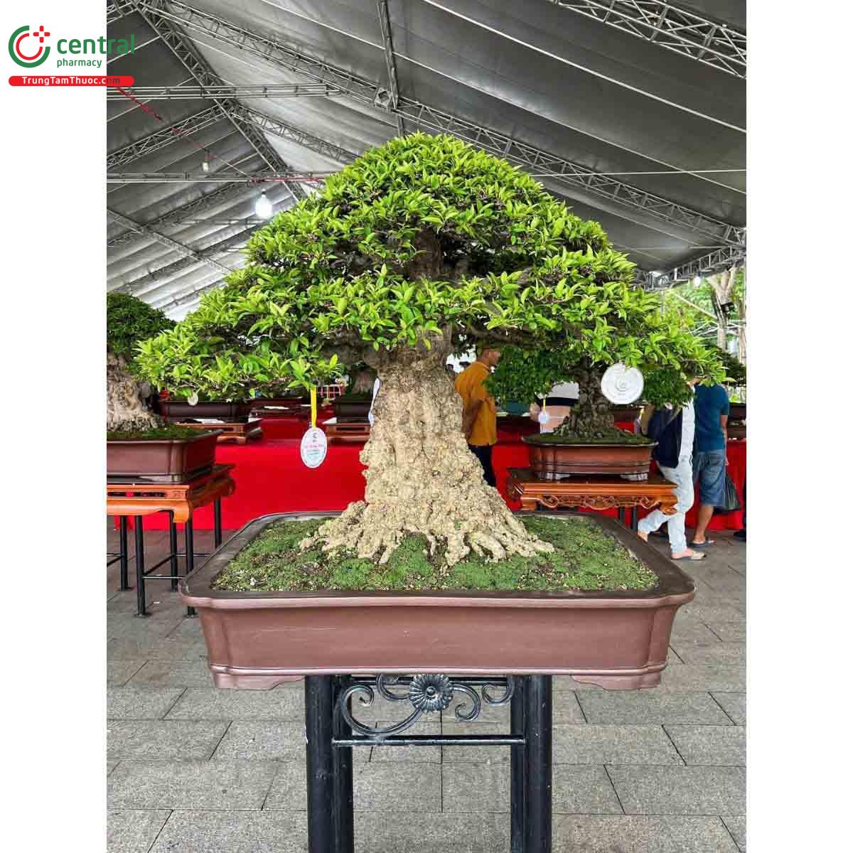 Mai chiếu thủy bonsai đẹp ở Việt Nam