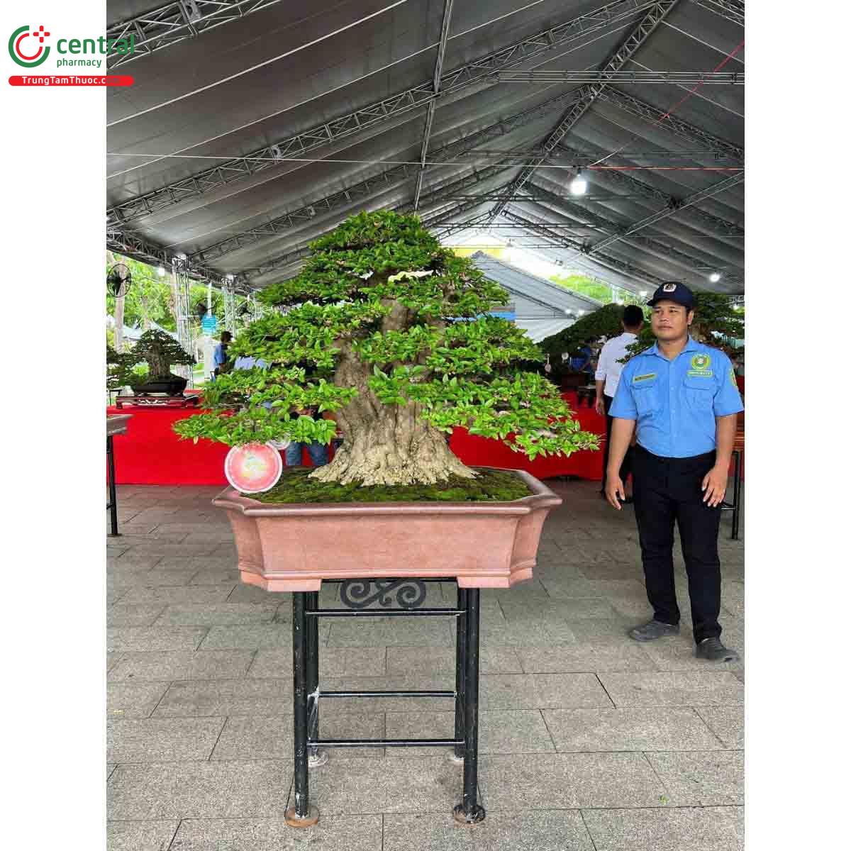 Mai chiếu thủy bonsai đẹp ở Việt Nam