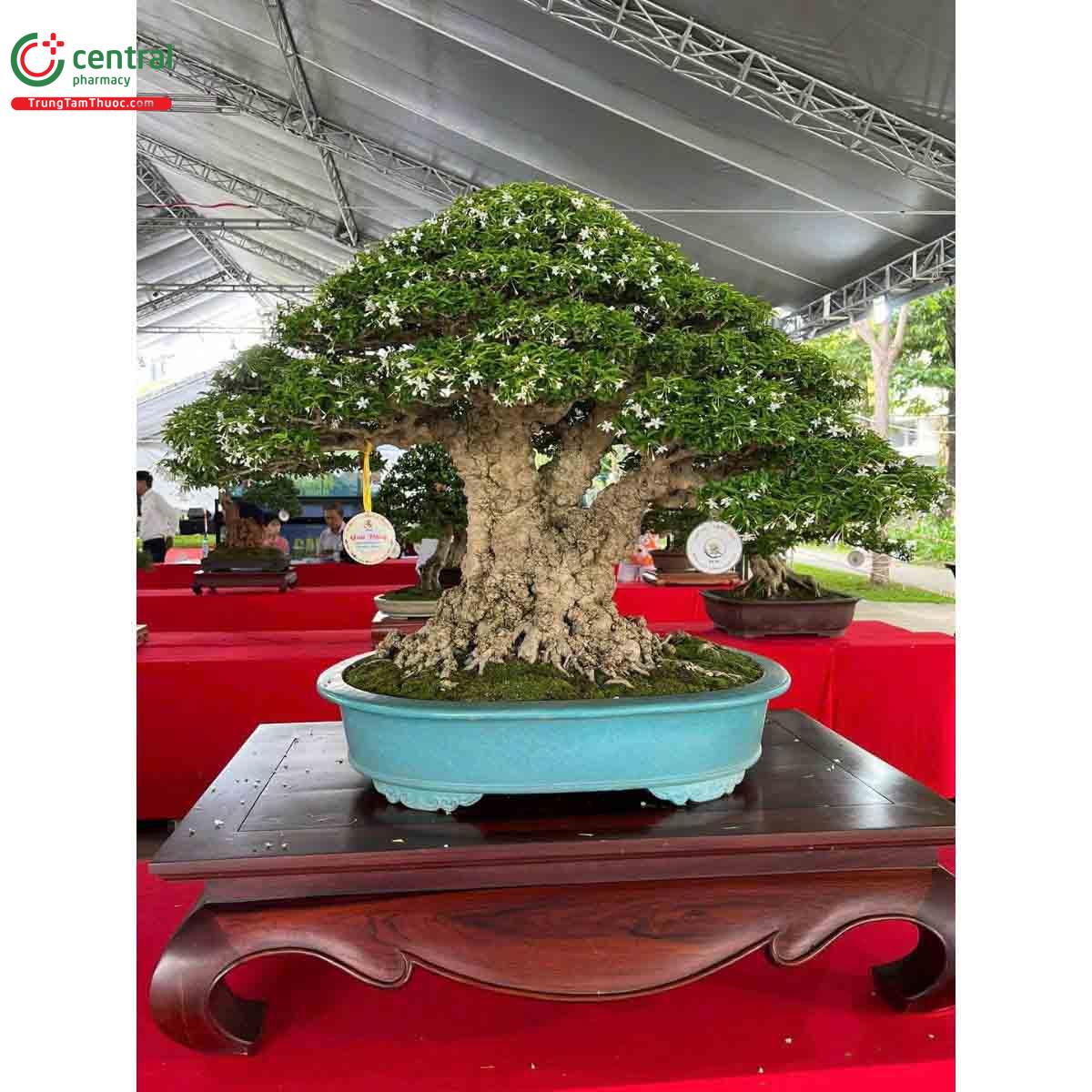 Mai chiếu thủy bonsai đẹp ở Việt Nam