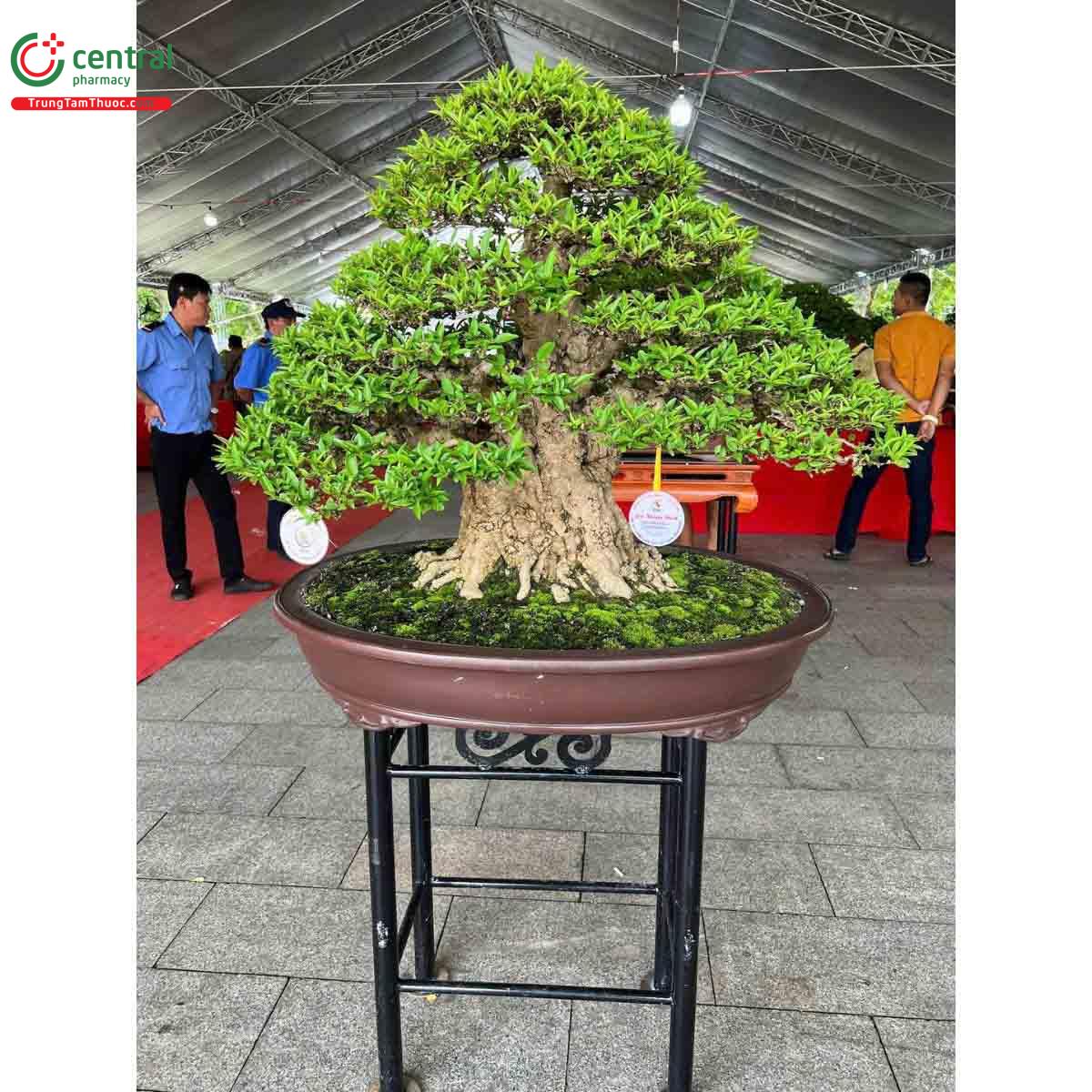 Mai chiếu thủy bonsai đẹp ở Việt Nam