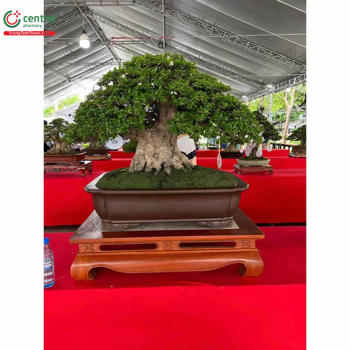 Mai chiếu thủy bonsai đẹp ở Việt Nam