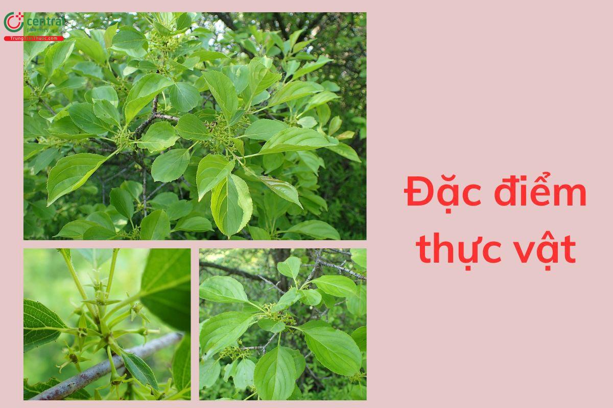 Đặc điểm thực vật