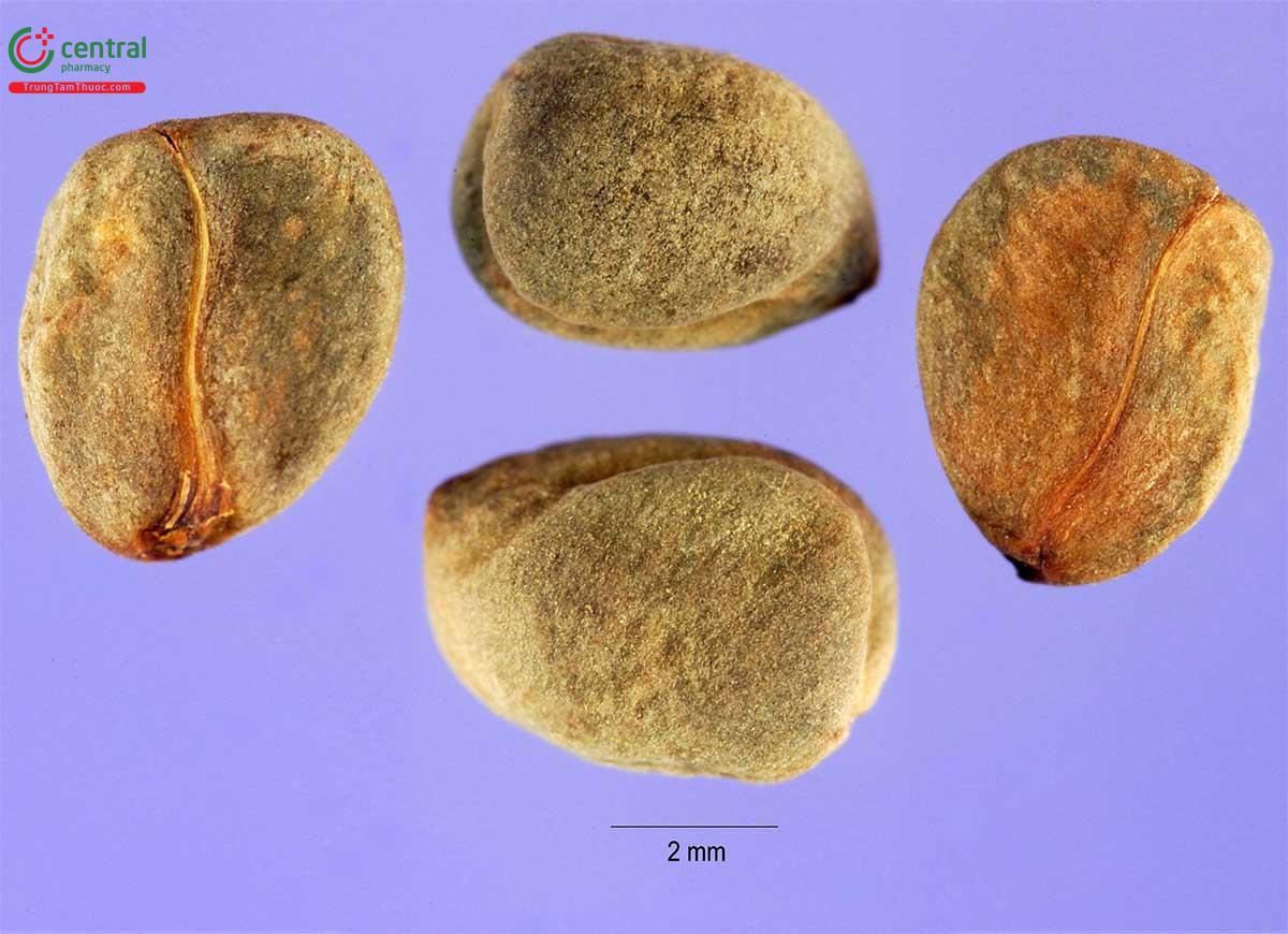 Đặc điểm phân bố