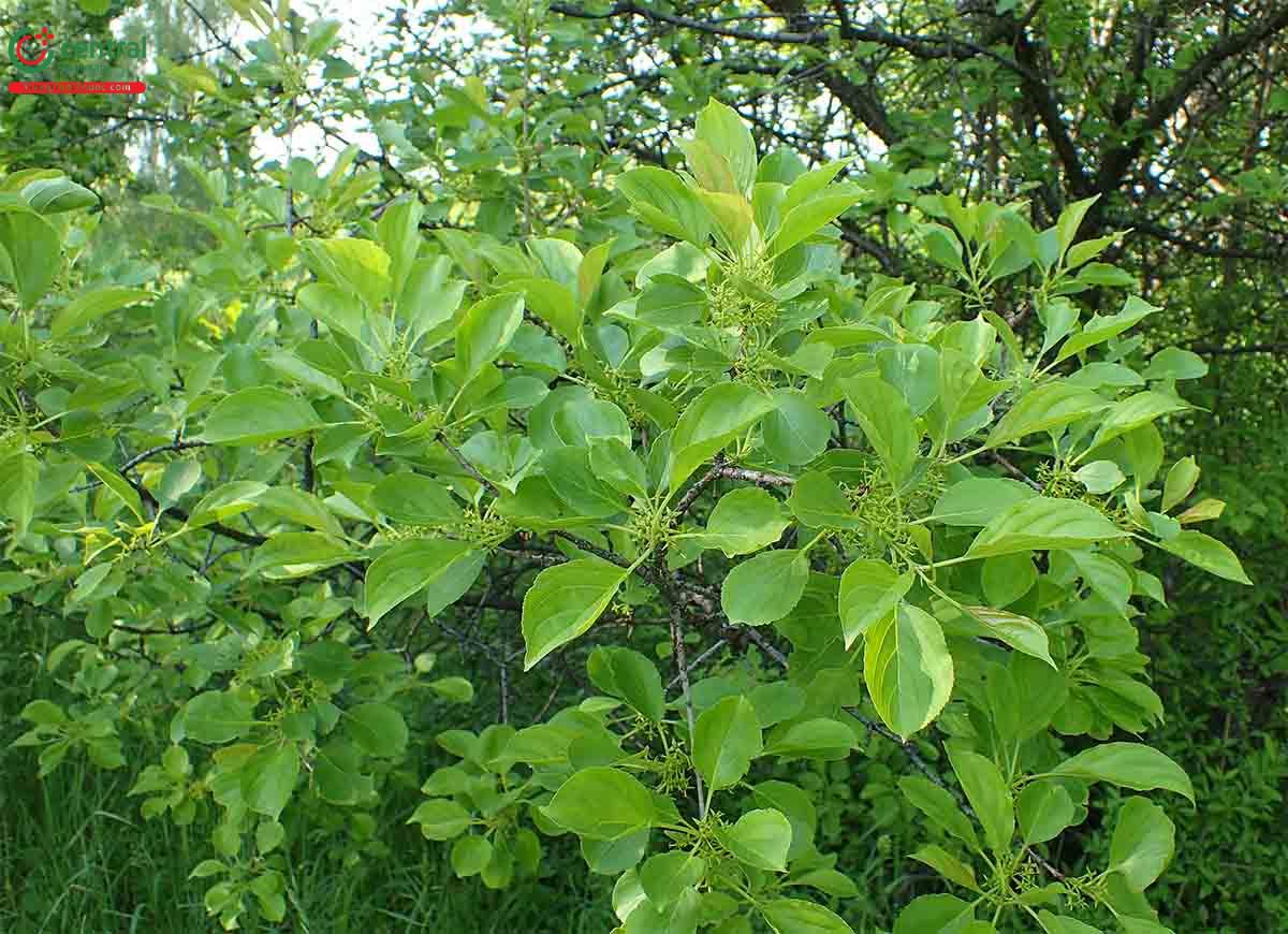 Tác dụng của cây Mần rừng có ích