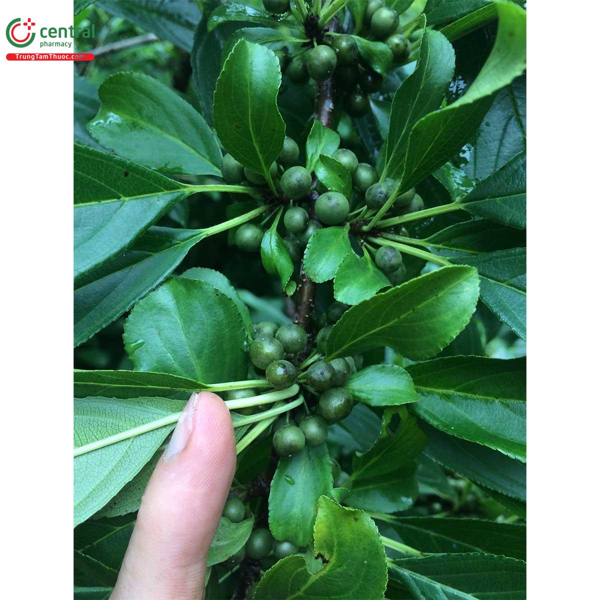 Công dụng theo Y học cổ truyền