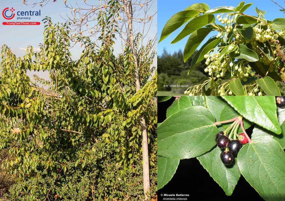 Hình ảnh cây, nụ hoa và quả Maqui berry