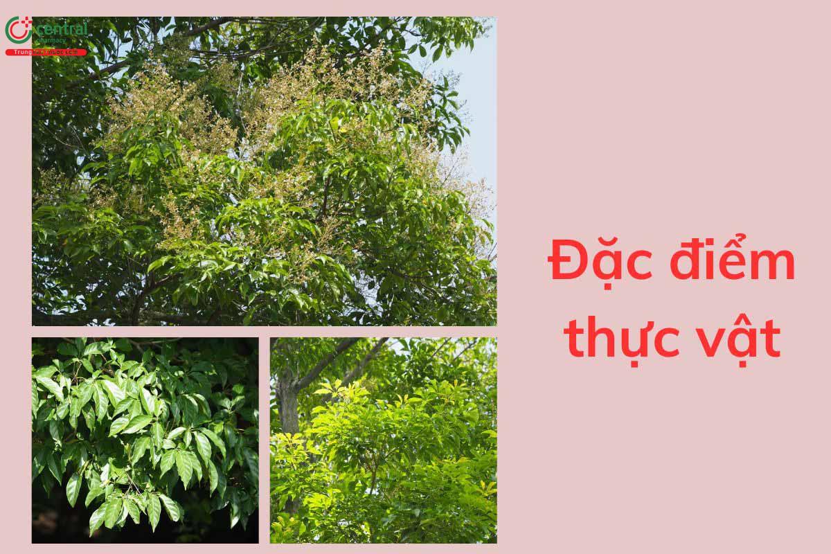Đặc điểm thực vật