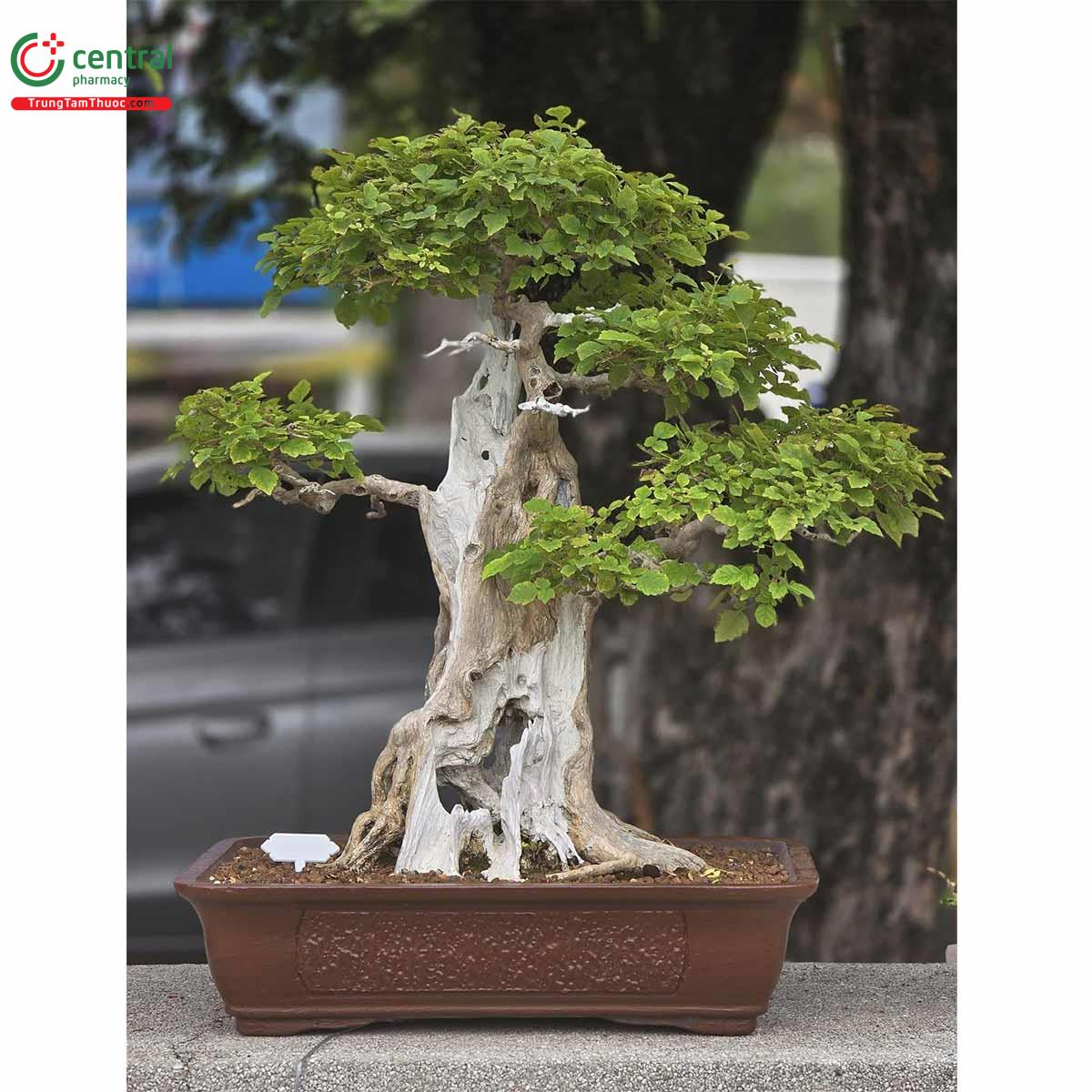 Đặc điểm phân bố