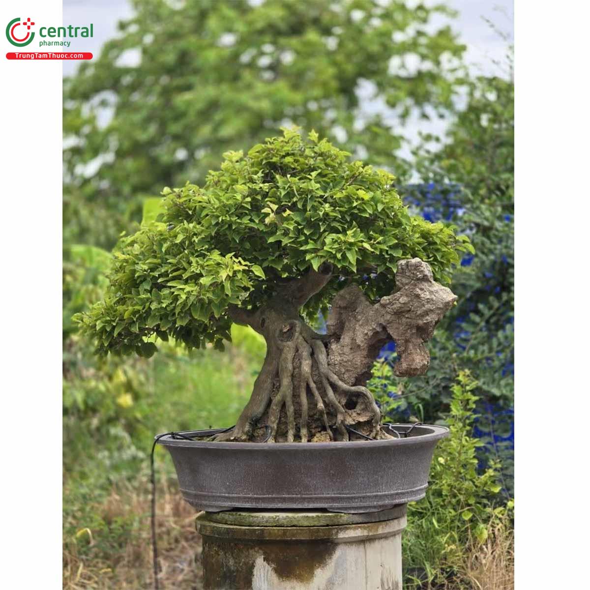 Công dụng theo Y học cổ truyền