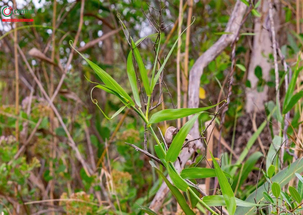 Đặc điểm phân bố