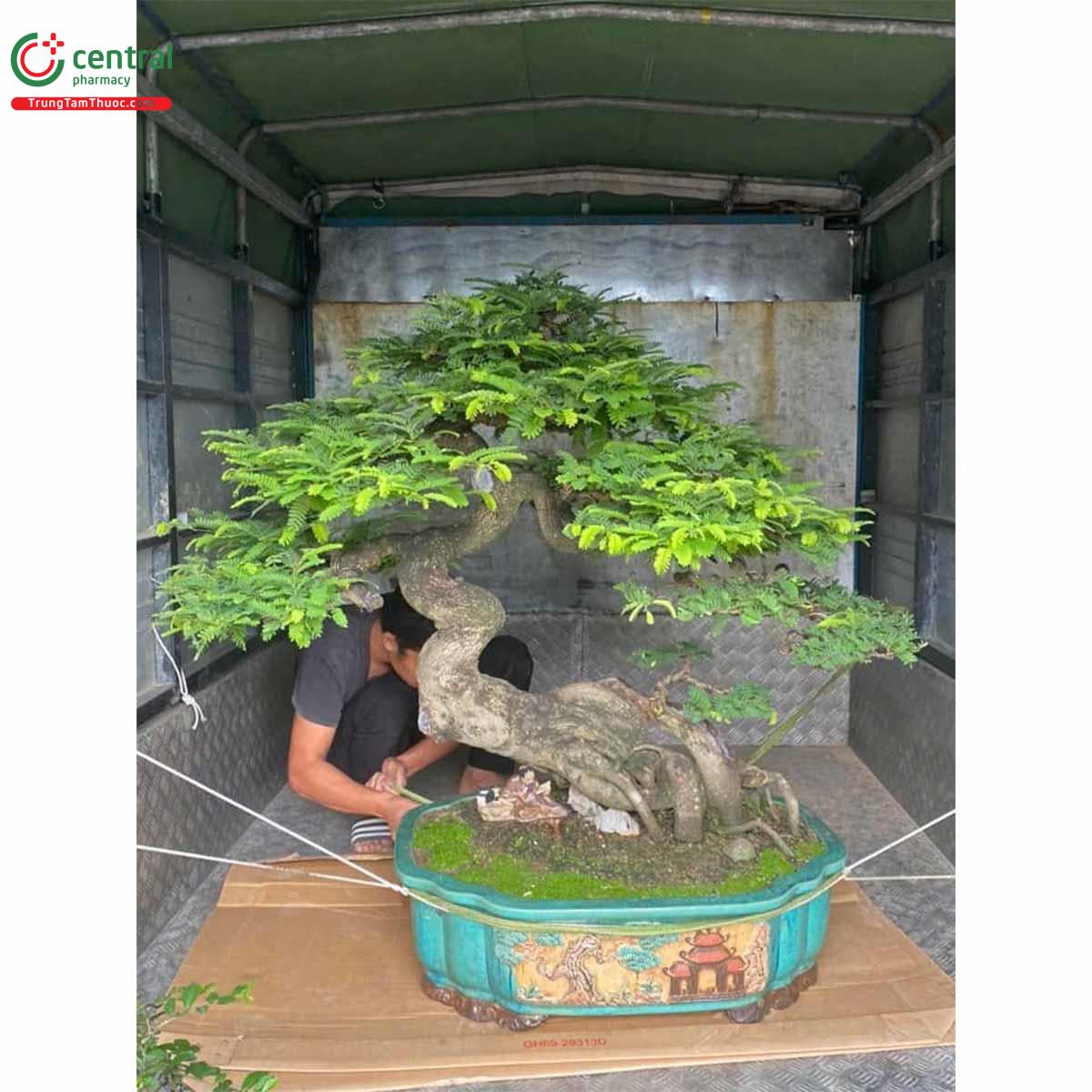 Hình ảnh cây Me chua bonsai (Me kiểng) dáng đẹp, độc đáo