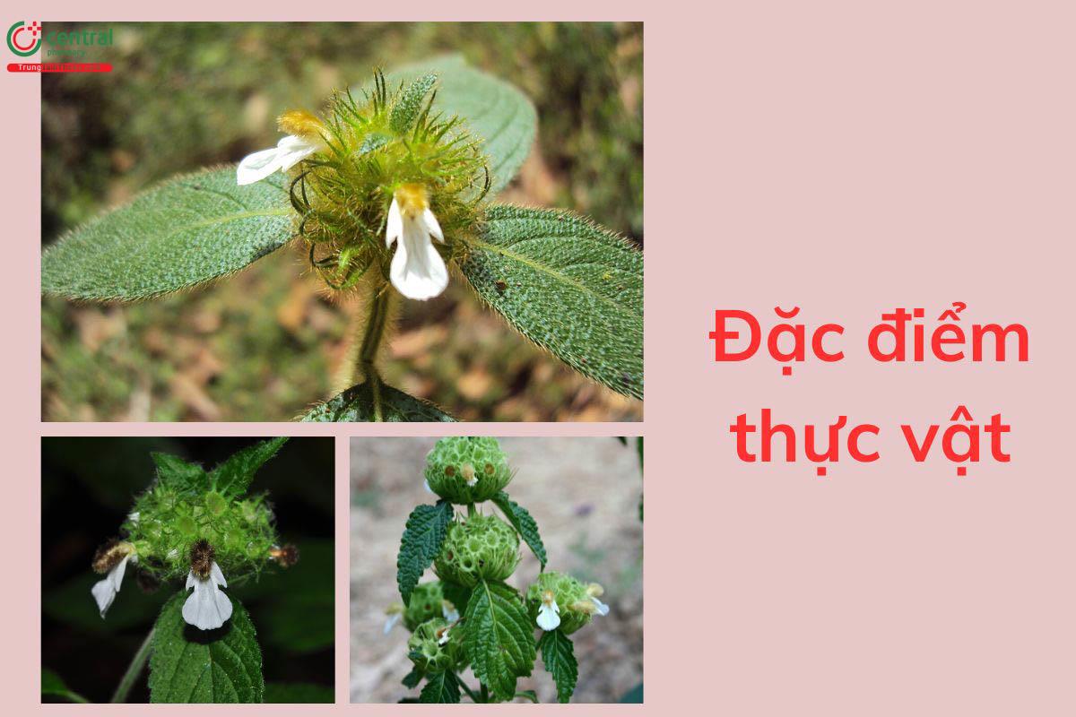 Đặc điểm thực vật