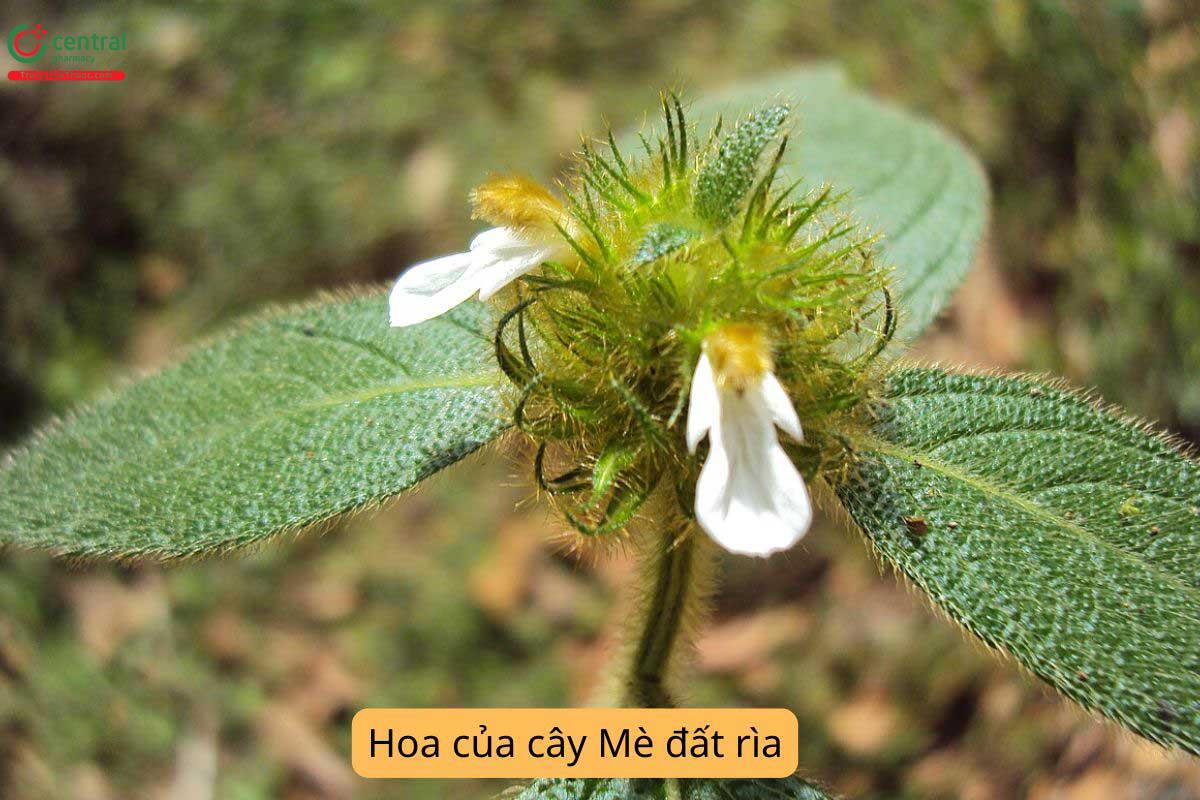Tác dụng của cây Mè đất rìa