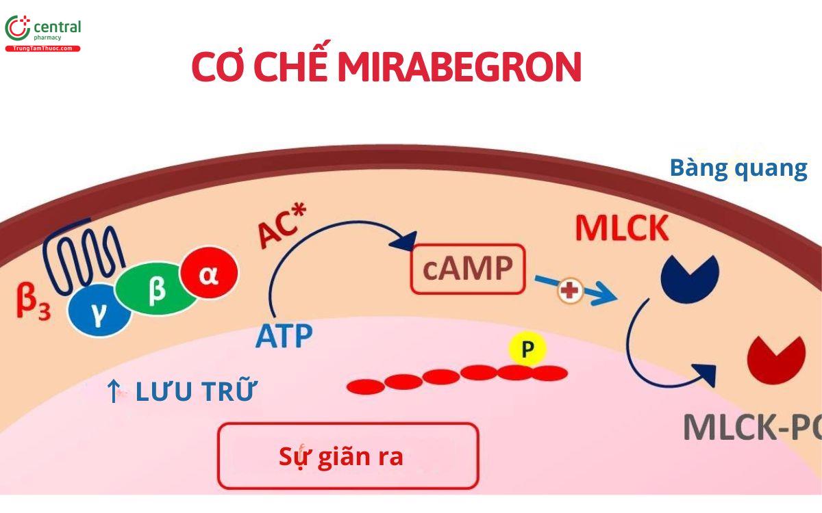 Cơ chế Mirabegron