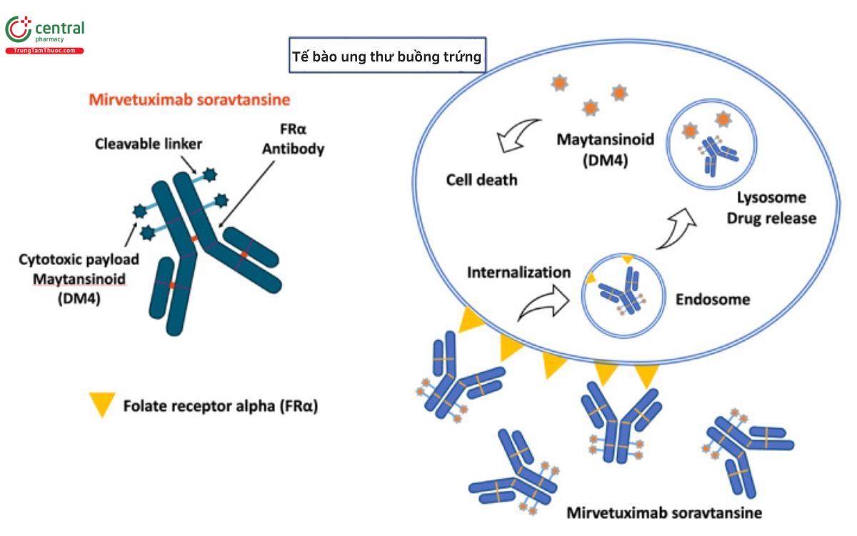 Cơ chế Mirvetuximab soravtansine