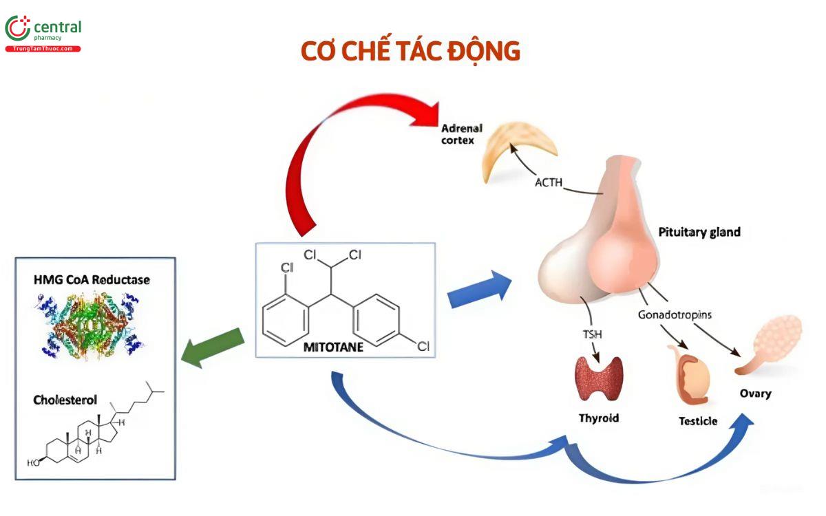 Cơ chế tác dụng của Mitotane