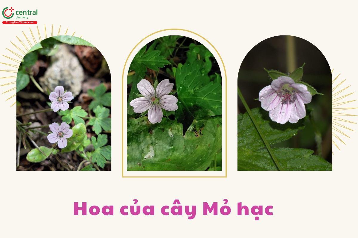 Hoa của cây Mỏ hạc