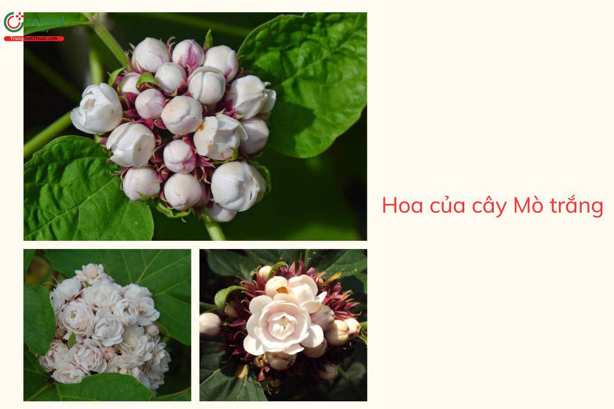 Hoa của cây Mò trắng