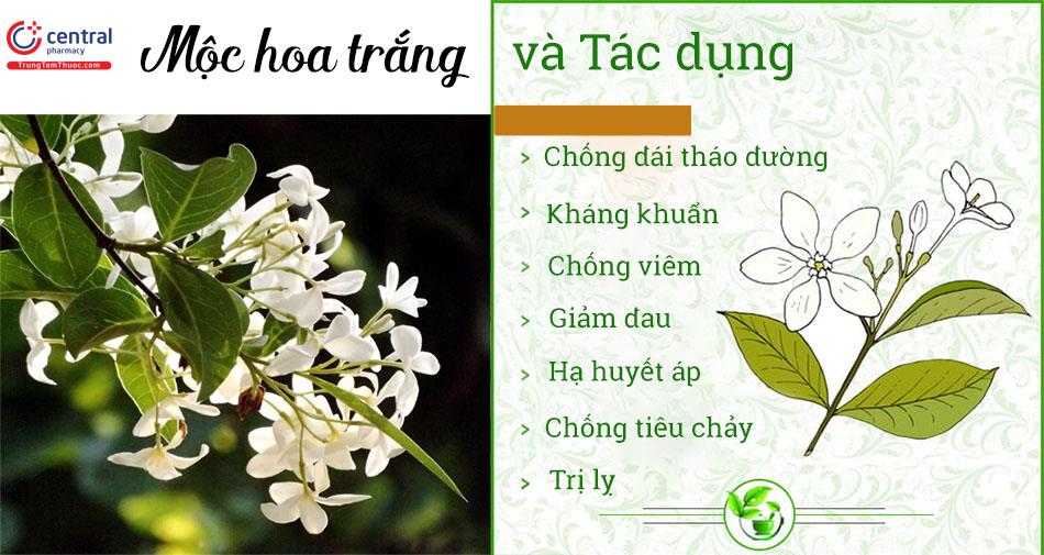 Tác dụng của Mộc hoa trắng