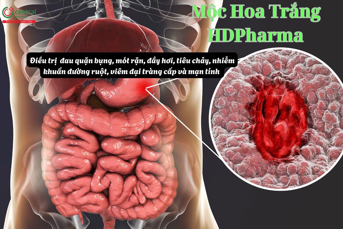 Thuốc Mộc Hoa Trắng HDPharma điều trị viêm đại tràng, tiêu chảy,..