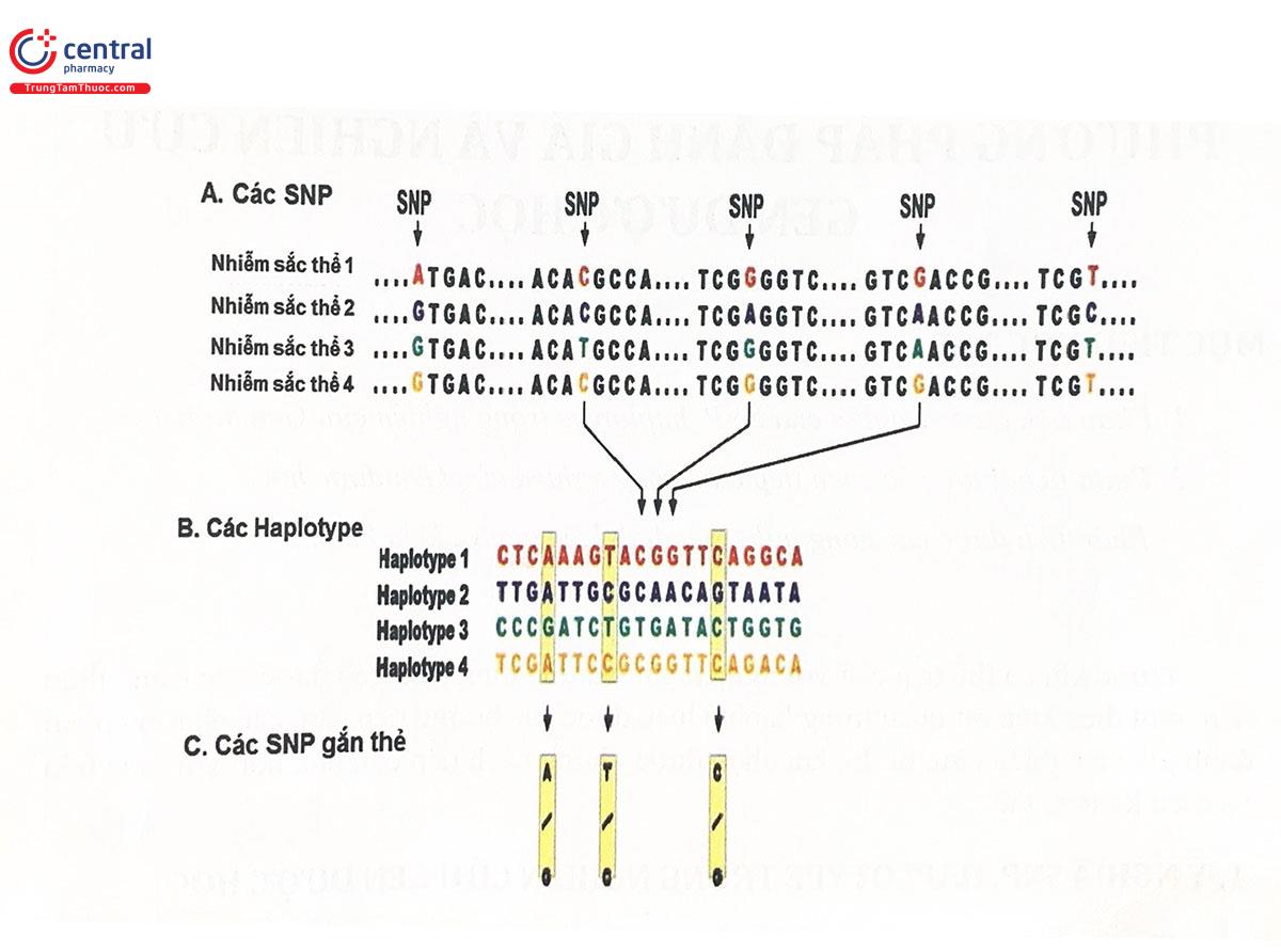 Hình 4.1. Mối quan hệ giữa SNP, Haplotype và SNP gắn thẻ