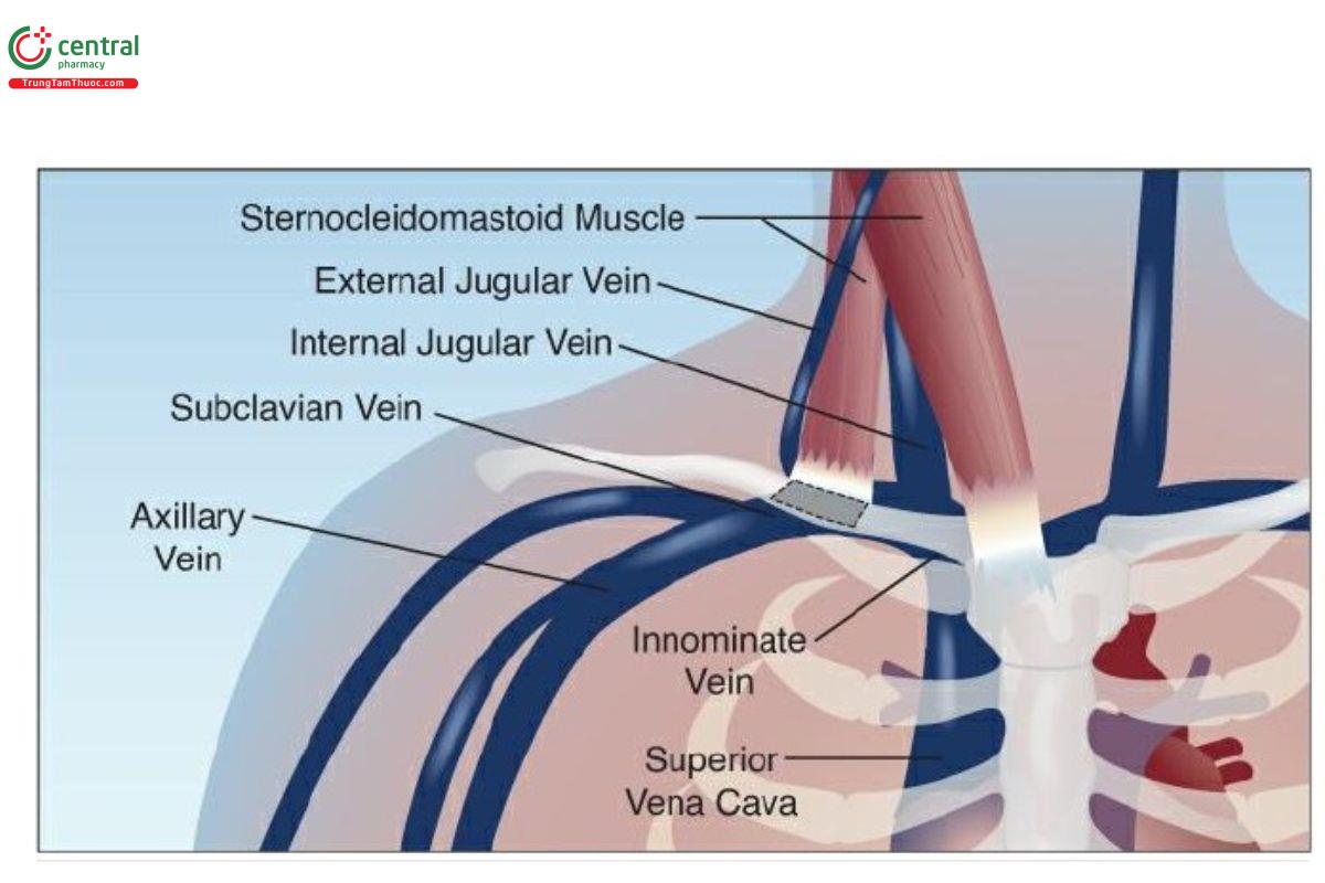 Mỗi quan hệ giải phẫu của các tĩnh mạch đi vào ngực ở gốc cổ