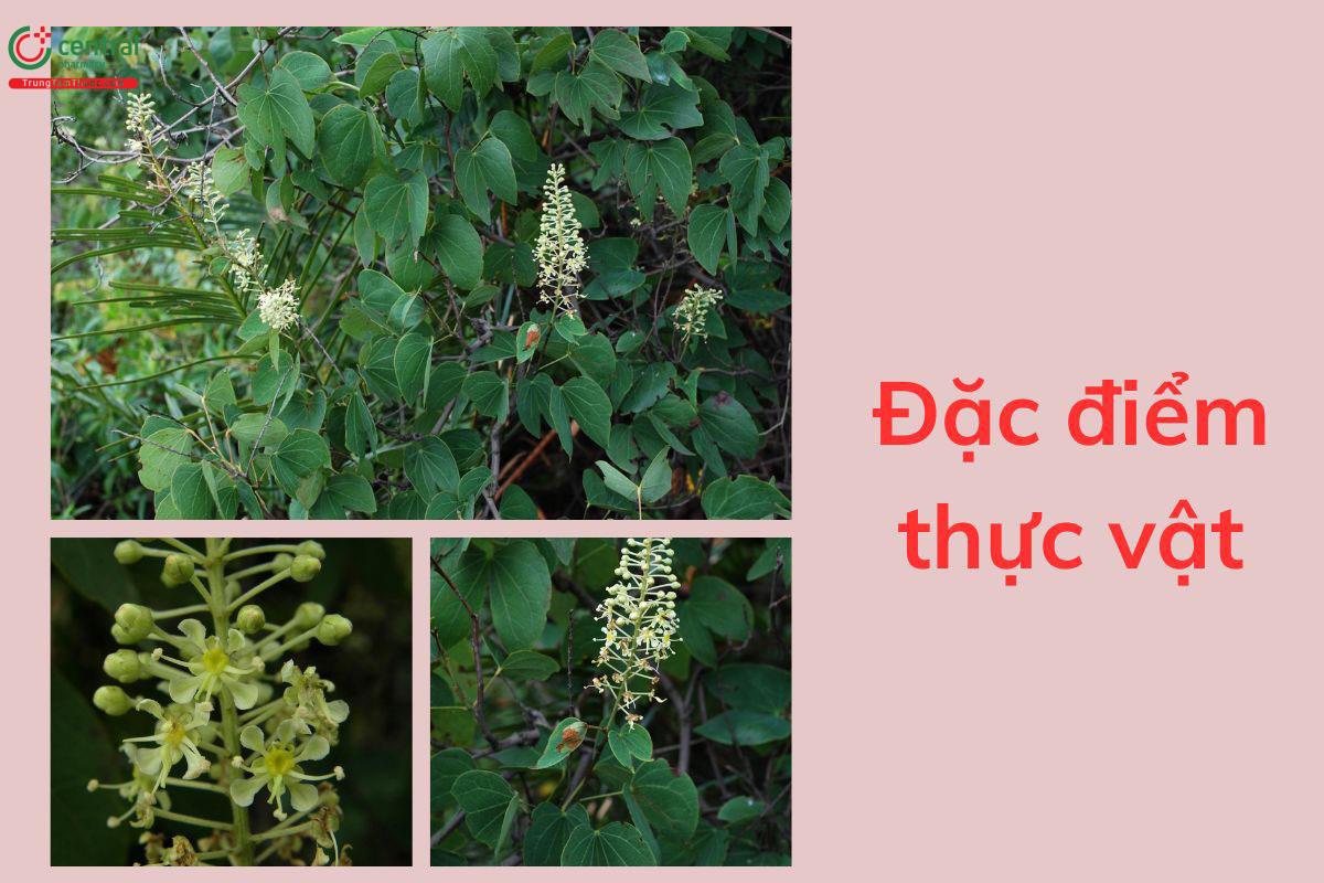 Đặc điểm thực vật
