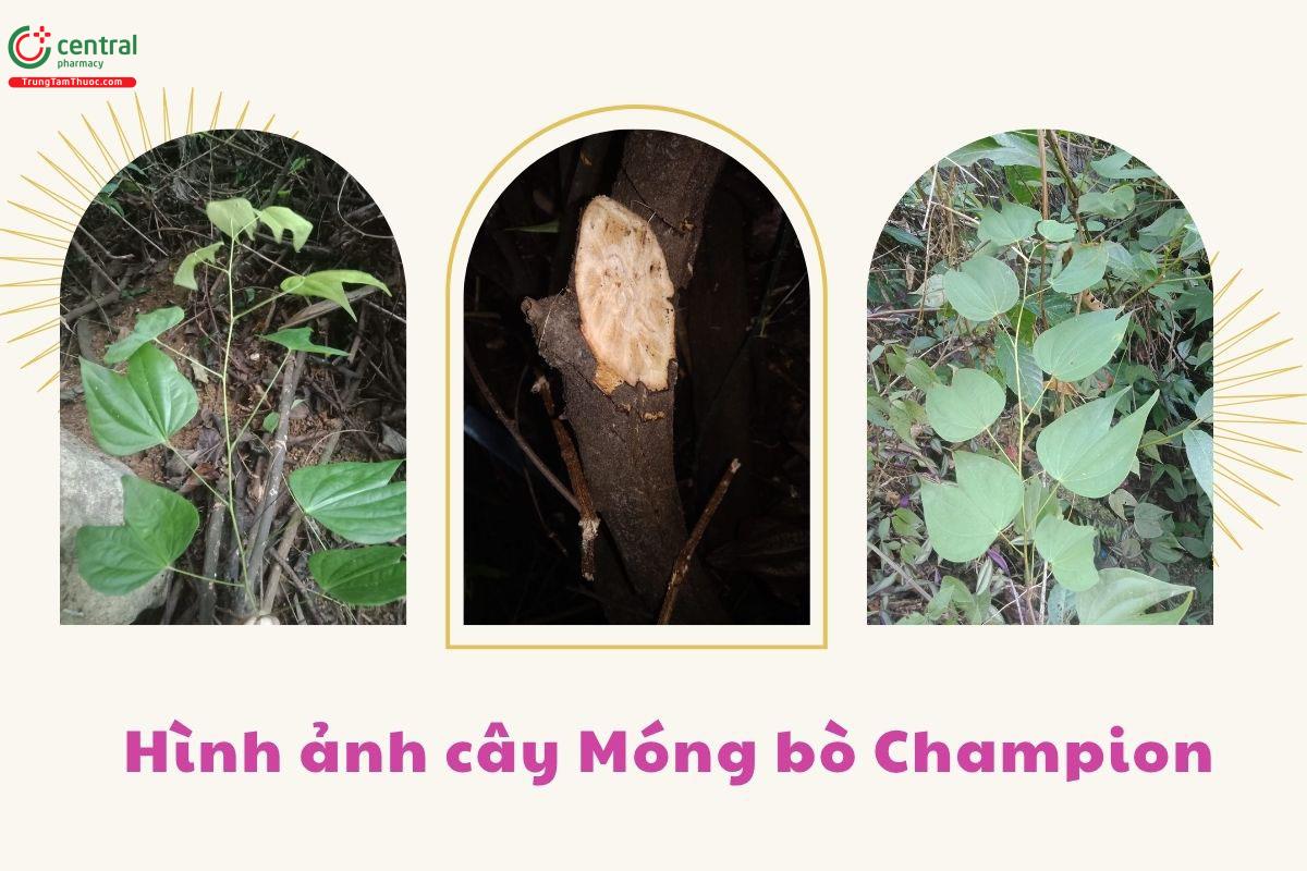 Đặc điểm phân bố