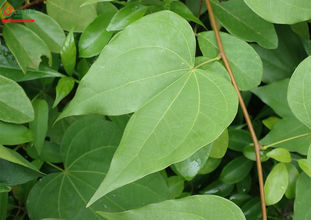 Công dụng theo Y học cổ truyền