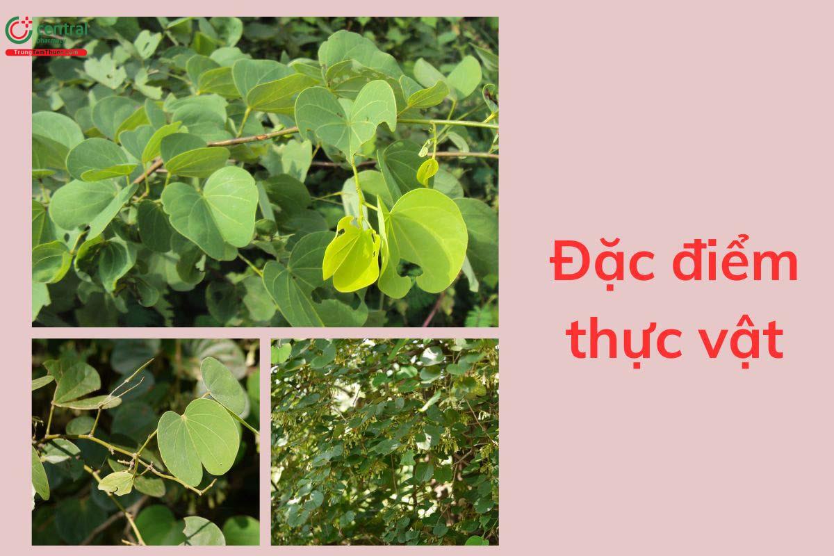 Đặc điểm thực vật