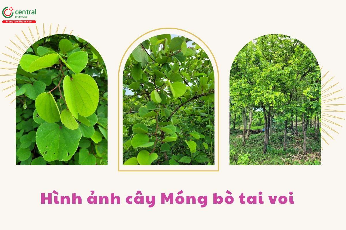 Đặc điểm phân bố