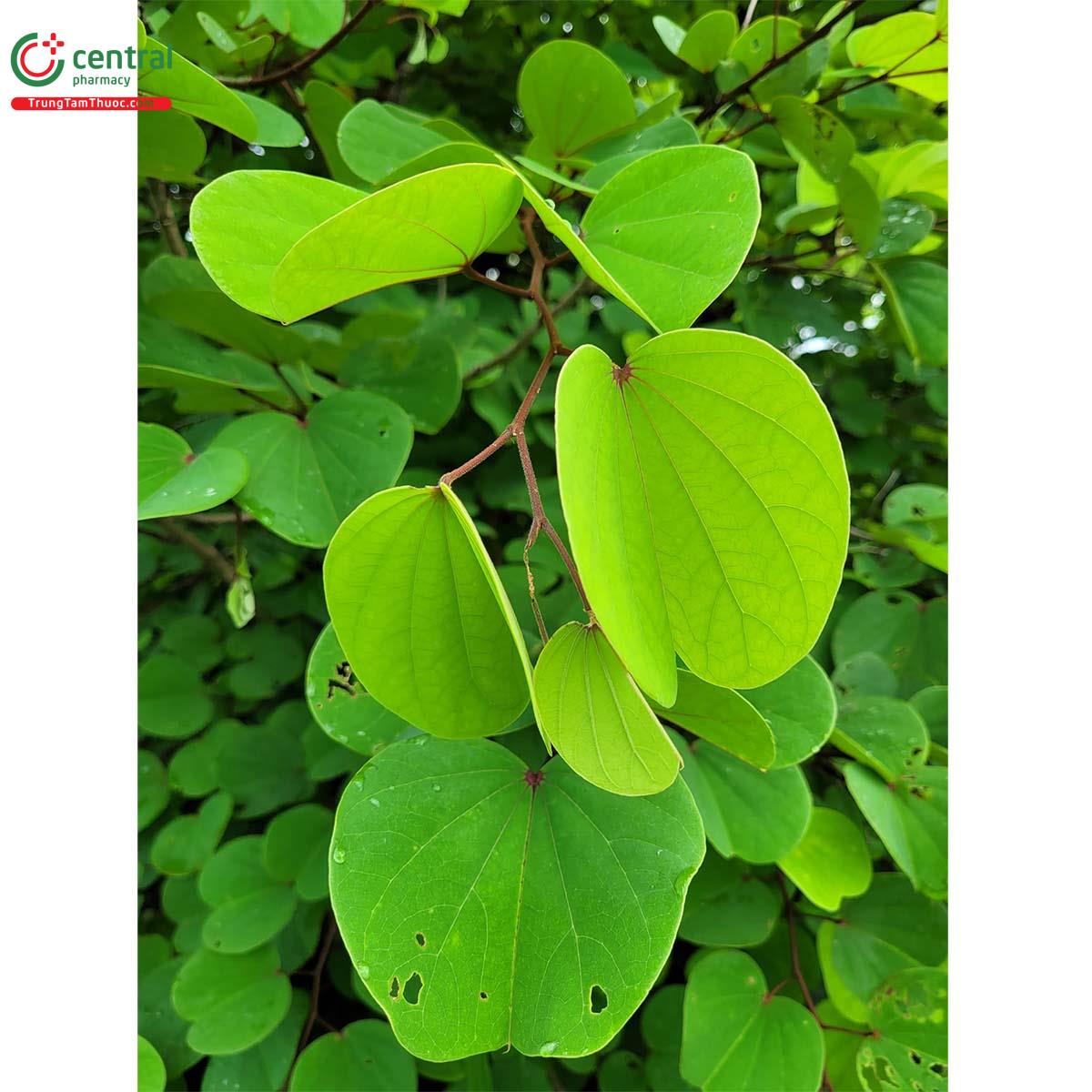 Tác dụng của cây Móng bò tai voi