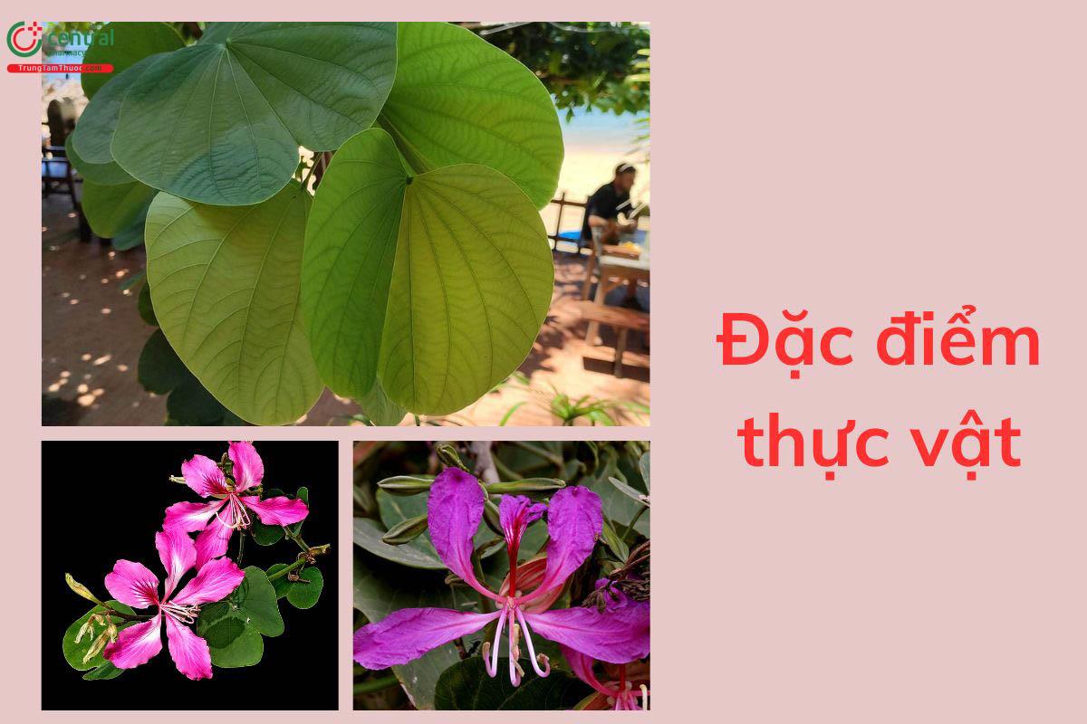 Đặc điểm thực vật