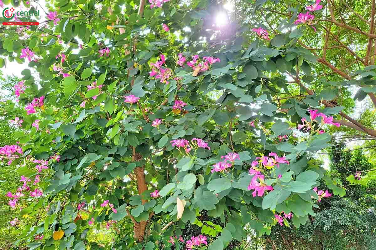 Đặc điểm phân bố