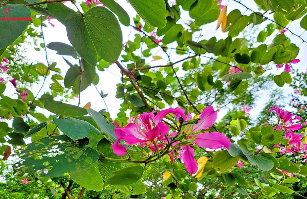 Tác dụng của cây Móng bò tím