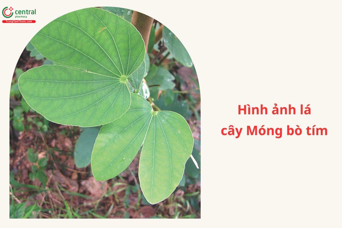 Công dụng theo Y học cổ truyền