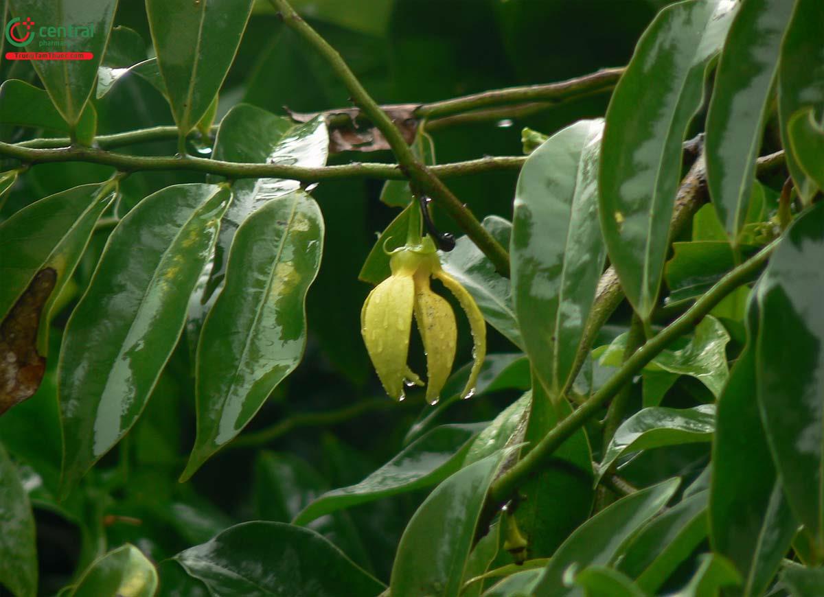 Cây Móng rồng có tác dụng gì?