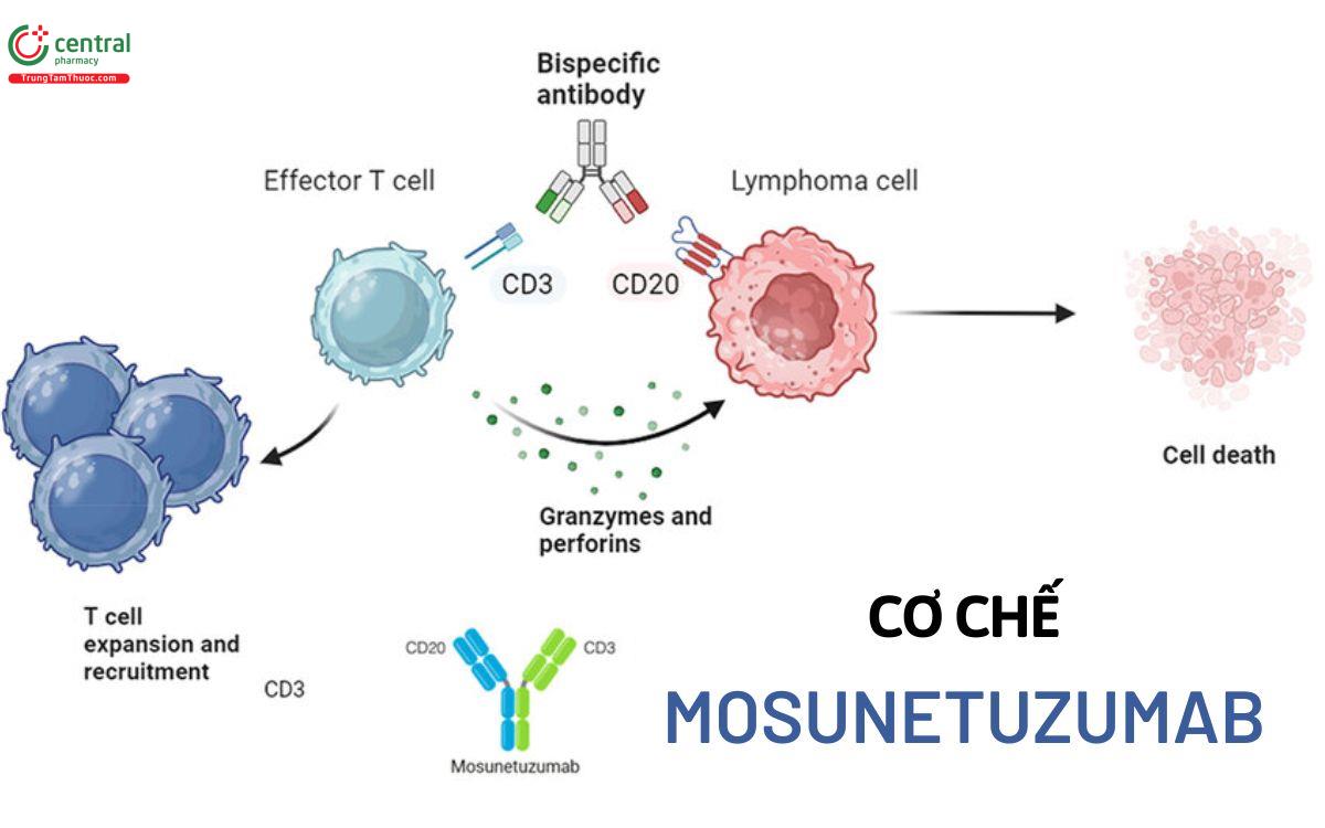 Cơ chế Mosunetuzumab