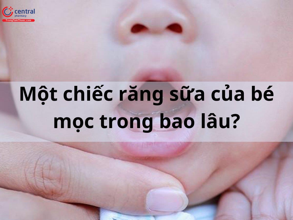 Một chiếc răng sữa của bé mọc trong bao lâu?