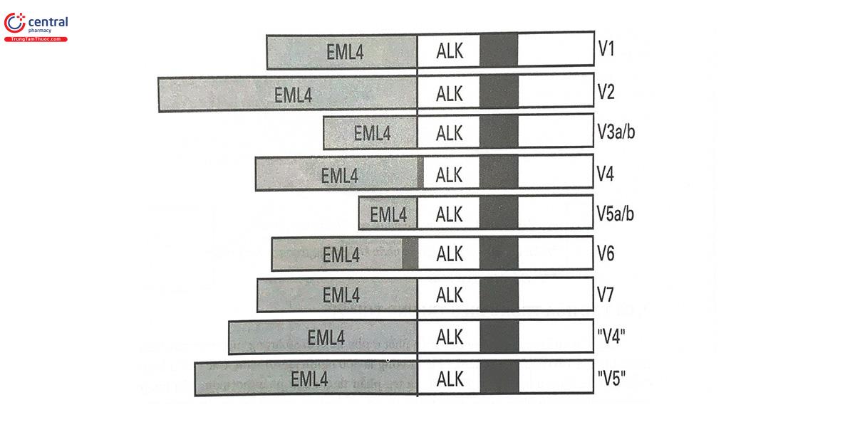Hình 14.2. Một số kiểu đột biến chuyển đoạn tạo phức hợp EML4-ALK