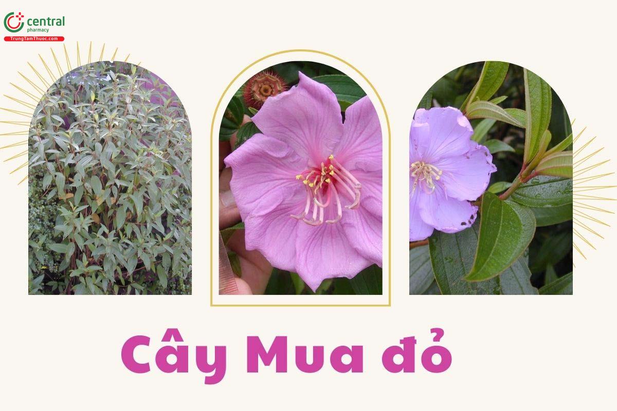 Hình ảnh cây Mua đỏ